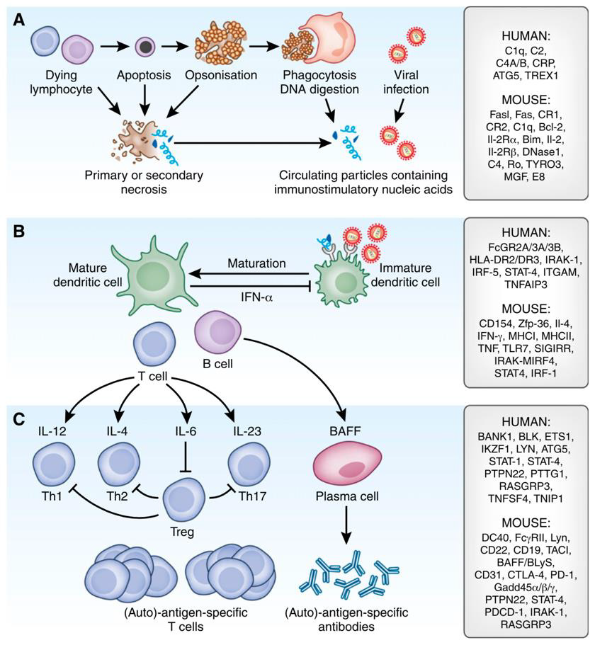 biomedres-openaccess-journal-bjstr