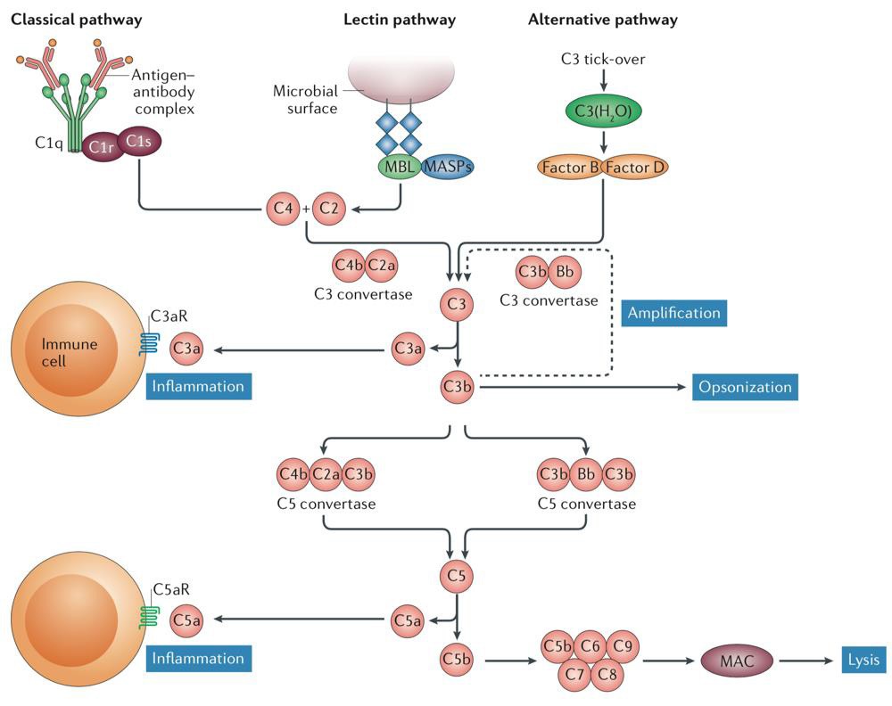 biomedres-openaccess-journal-bjstr