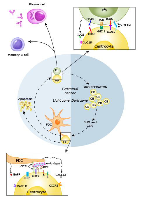 biomedres-openaccess-journal-bjstr