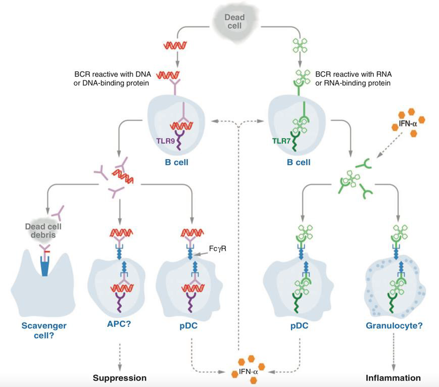 biomedres-openaccess-journal-bjstr