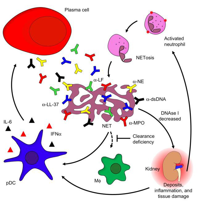 biomedres-openaccess-journal-bjstr