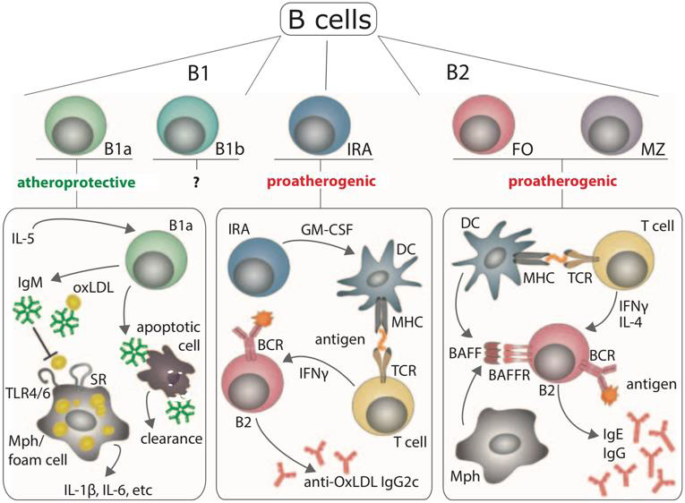 biomedres-openaccess-journal-bjstr