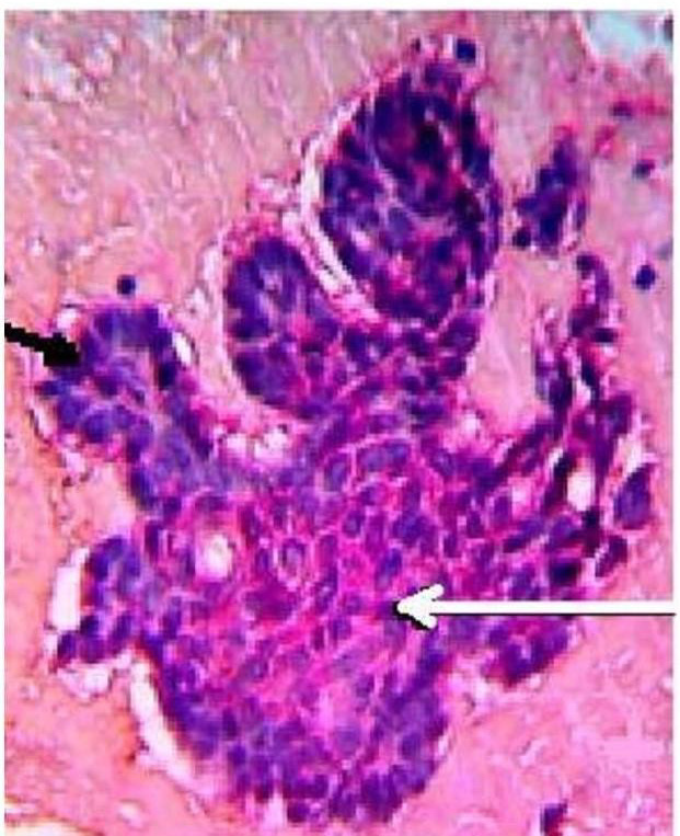 biomedres-openaccess-journal-bjstr