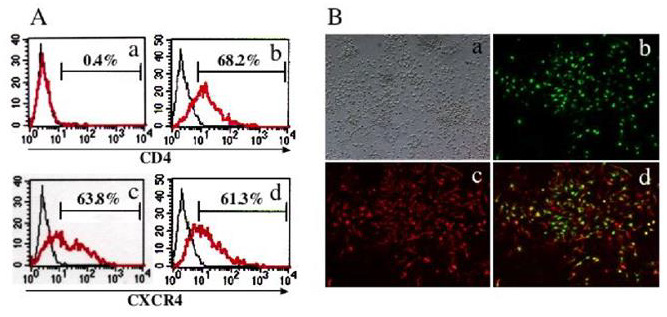 biomedres-openaccess-journal-bjstr