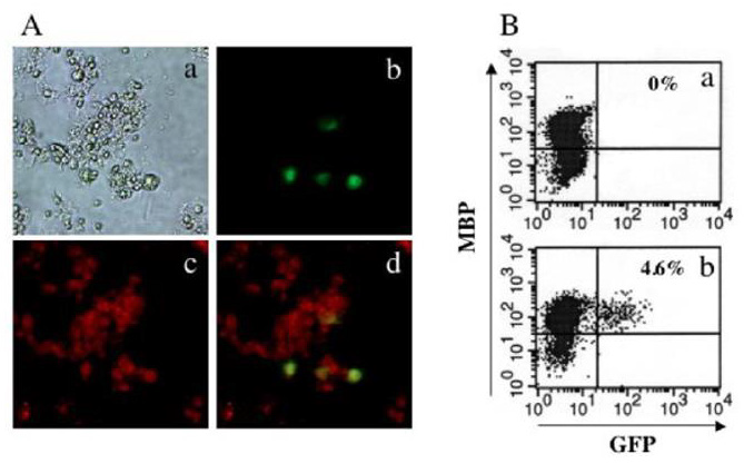 biomedres-openaccess-journal-bjstr
