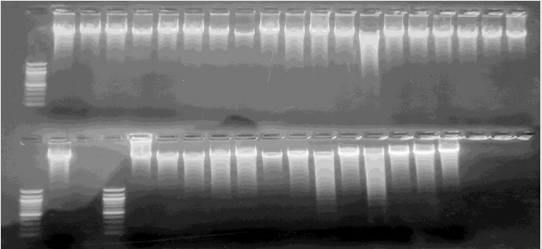 biomedres-openaccess-journal-bjstr