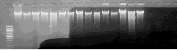 biomedres-openaccess-journal-bjstr