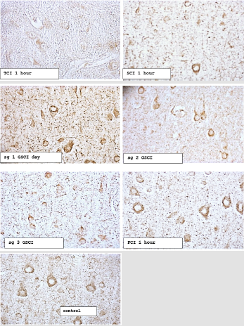 biomedres-openaccess-journal-bjstr