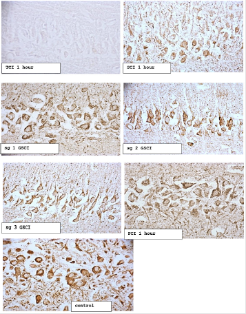 biomedres-openaccess-journal-bjstr