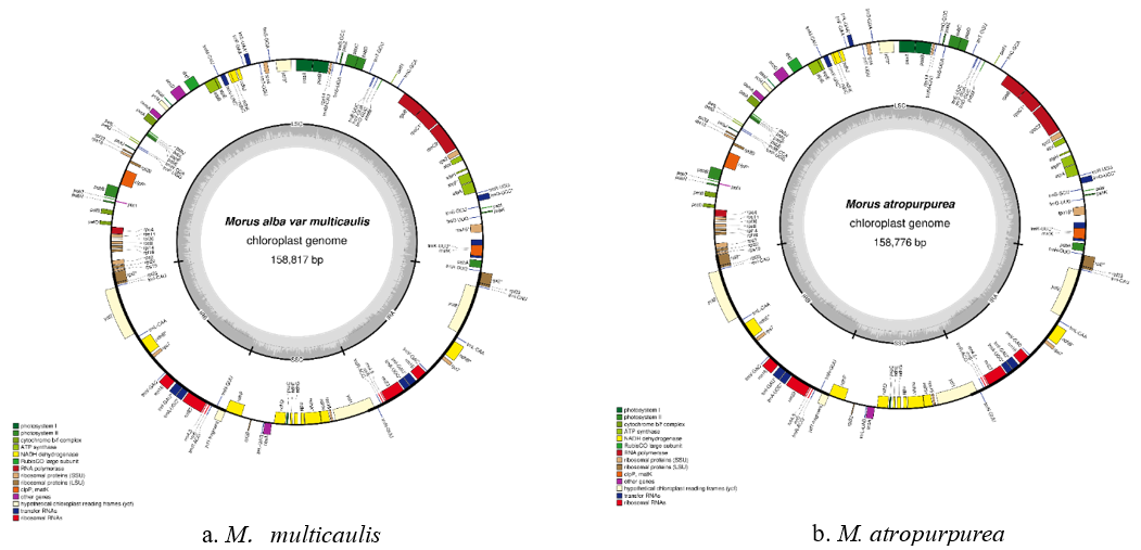 biomedres-openaccess-journal-bjstr