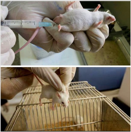 biomedres-openaccess-journal-bjstr