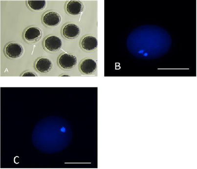biomedres-openaccess-journal-bjstr