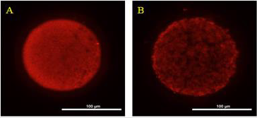 biomedres-openaccess-journal-bjstr