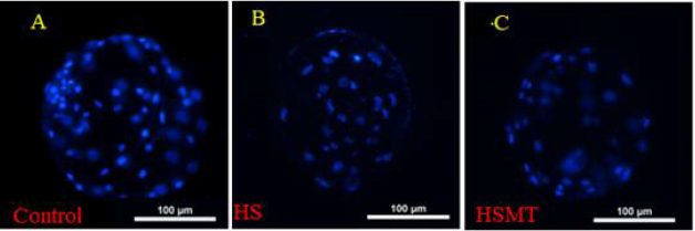 biomedres-openaccess-journal-bjstr