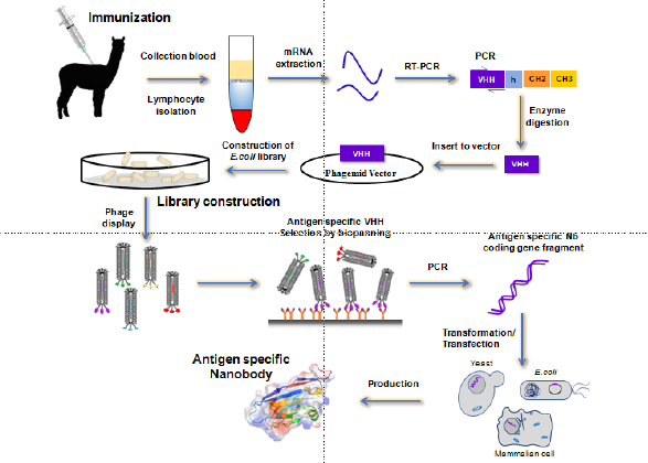 biomedres-openaccess-journal-bjstr