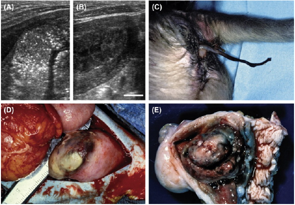 biomedres-openaccess-journal-bjstr