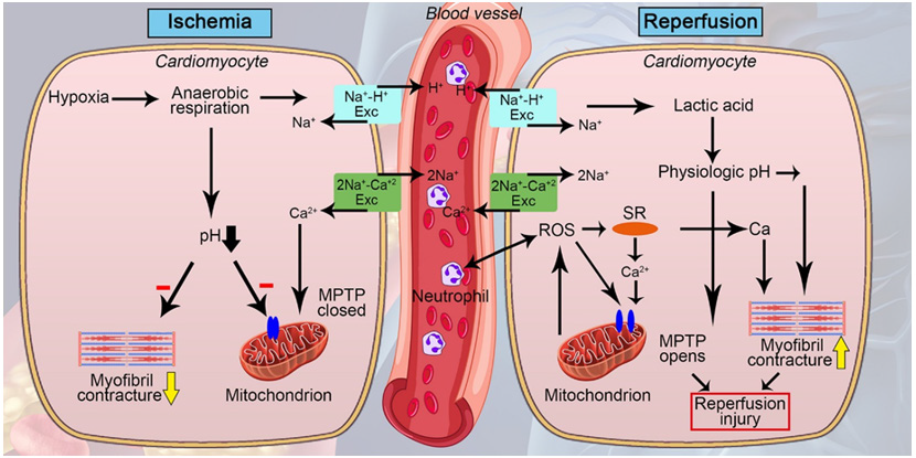 biomedres-openaccess-journal-bjstr