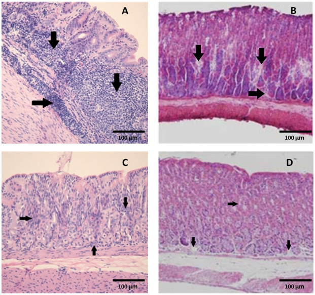 biomedres-openaccess-journal-bjstr