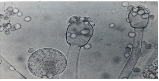 biomedres-openaccess-journal-bjstr