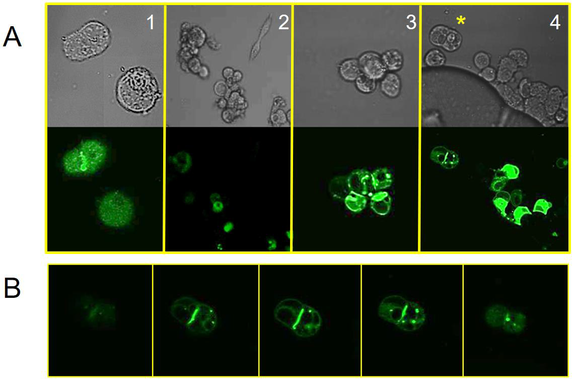 biomedres-openaccess-journal-bjstr
