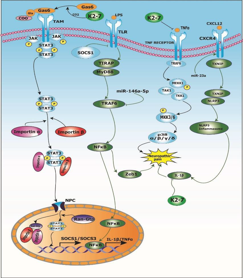 biomedres-openaccess-journal-bjstr