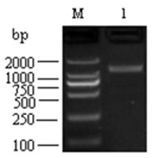 biomedres-openaccess-journal-bjstr