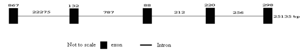 biomedres-openaccess-journal-bjstr