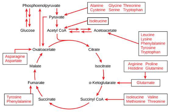 biomedres-openaccess-journal-bjstr