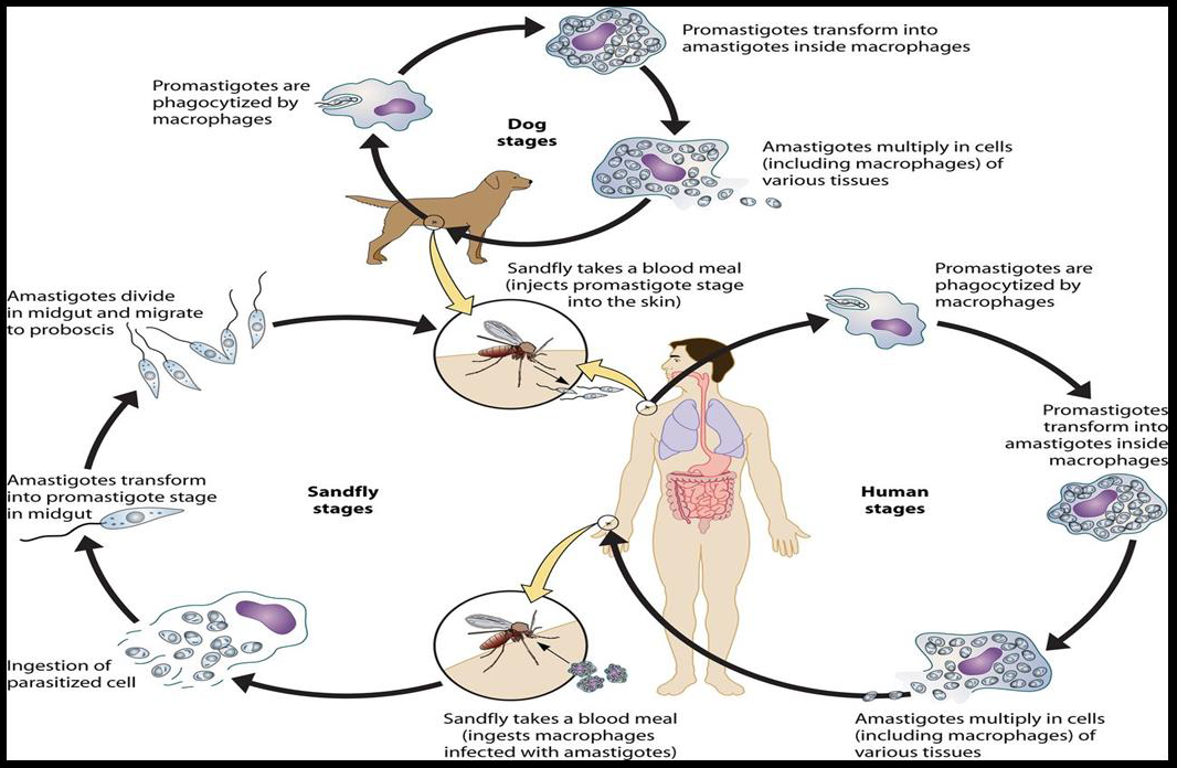 biomedres-openaccess-journal-bjstr