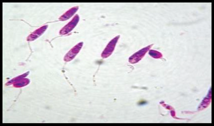 biomedres-openaccess-journal-bjstr