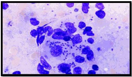 biomedres-openaccess-journal-bjstr