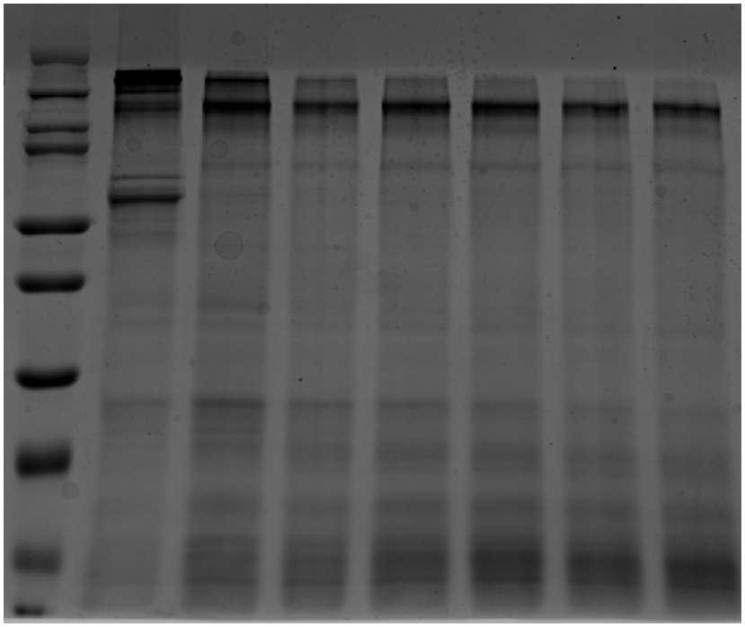 biomedres-openaccess-journal-bjstr