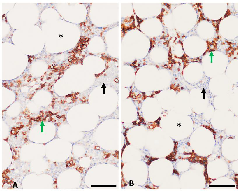 biomedres-openaccess-journal-bjstr