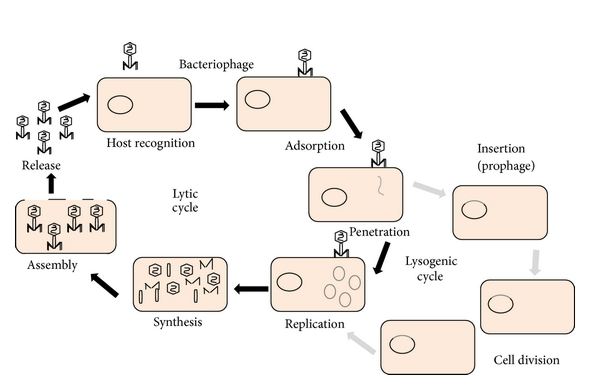 biomedres-openaccess-journal-bjstr