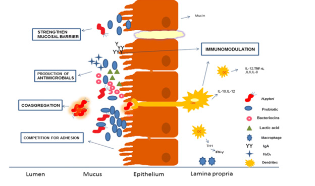 biomedres-openaccess-journal-bjstr