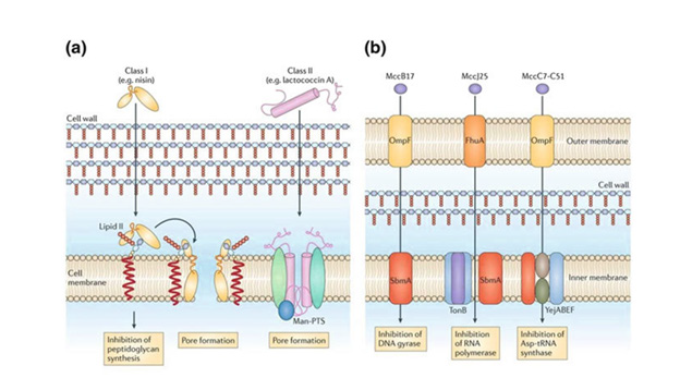 biomedres-openaccess-journal-bjstr