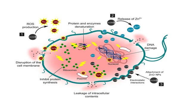 biomedres-openaccess-journal-bjstr