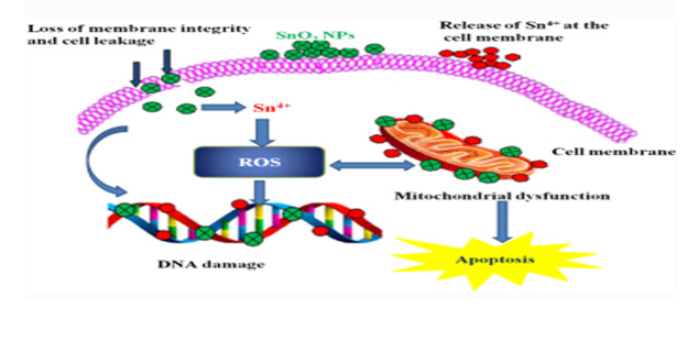 biomedres-openaccess-journal-bjstr