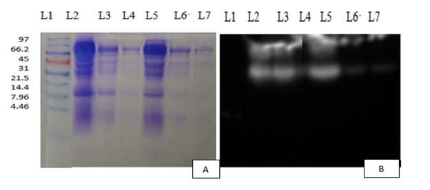 Click here to view Large Figure 1 biomedres-openaccess-journal-bjstr
