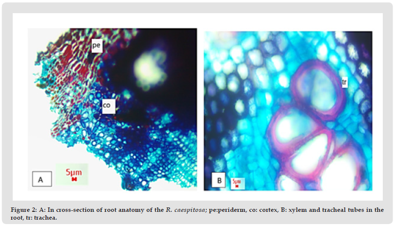 Click here to view Large Figure 2 biomedres-openaccess-journal-bjstr