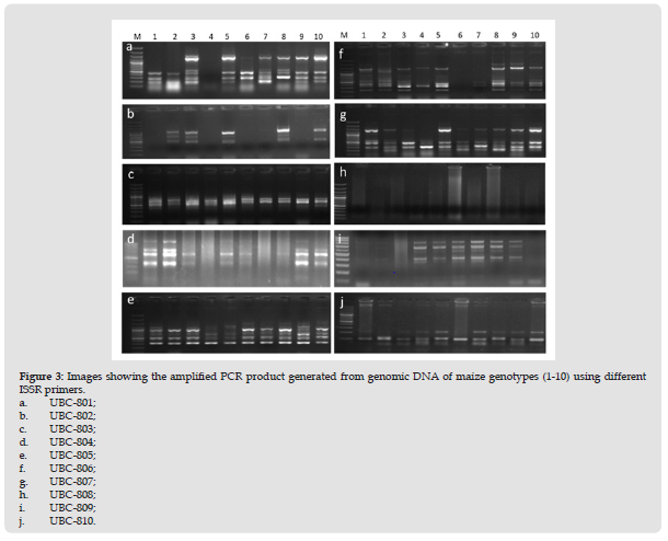 Click here to view Large Figure 3 biomedres-openaccess-journal-bjstr