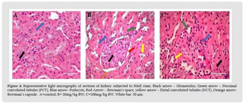 Click here to view Large Figure 4 biomedres-openaccess-journal-bjstr