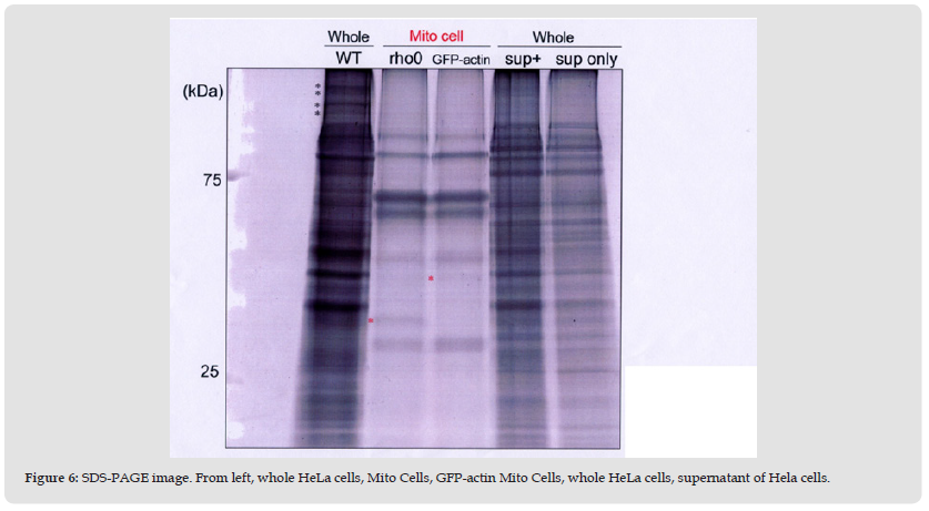 Click here to view Large Figure 6 biomedres-openaccess-journal-bjstr